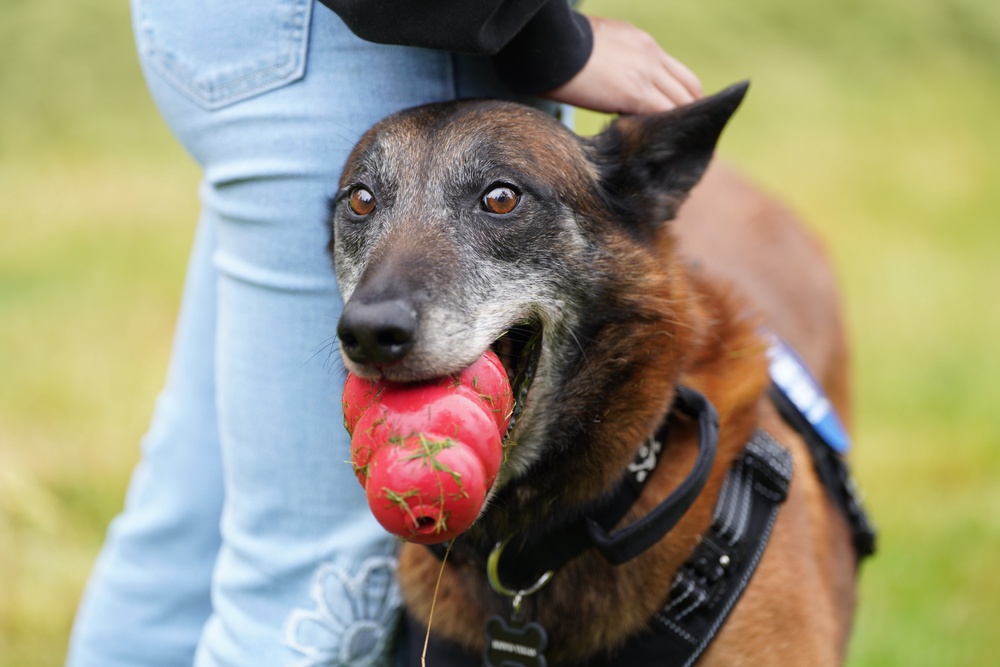 Dogs will often gift their favorite toys to the leader of their pack (Getty Images for American Humane)