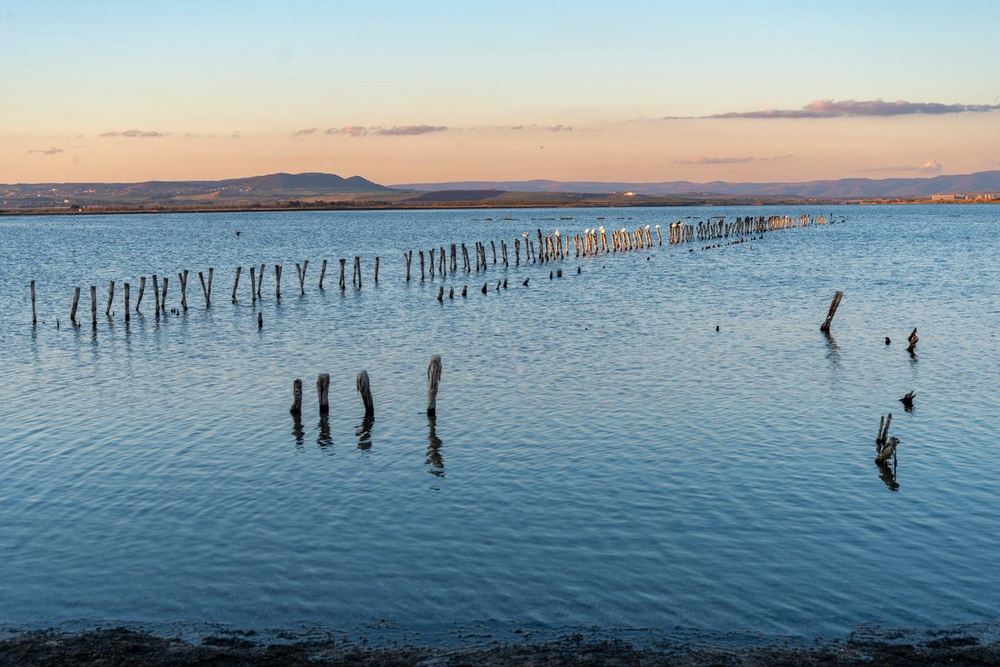 Cormorants and seagulls on wooden poles in Lake Pomorie, Bulgaria (Getty Images)