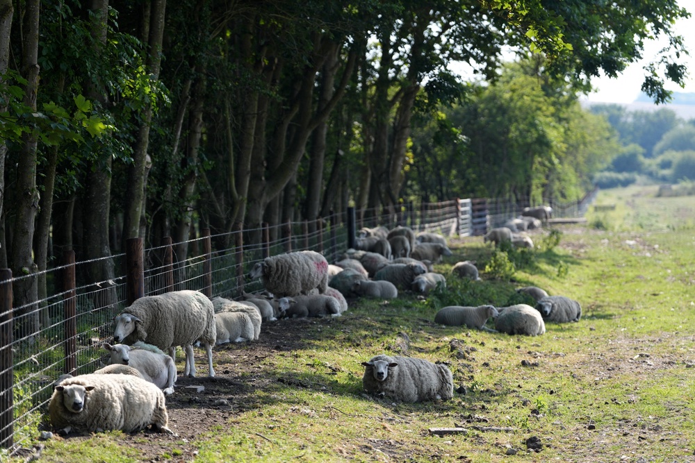 Five successive heatwaves have caused heat stress to livestock (AFP/Getty)