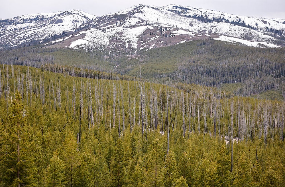 A view of lodgepole pine trees, which regenerated after the devastating 1988 Yellowstone fires, on May 22, 2026 in Yellowstone National Par (Getty Images)