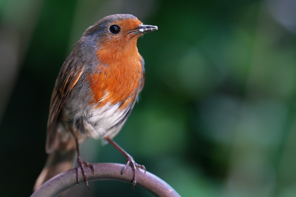 Much-loved robins could start to die out as the ground dries up (Getty)