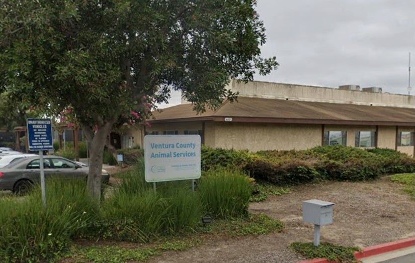 On four separate occasions from February 2024 to February 2026, Bruce attacked passersby, causing injuries including “severe disfiguring lacerations,” according to Ventura County Animal Services (Google Earth)