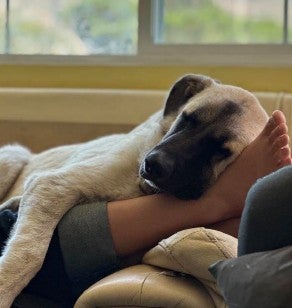Animal Services said it had petitioned for Bruce to be declared vicious to ‘protect public safety,’ but his supporters argued there were other options than euthanasia (Dan Bolton)
