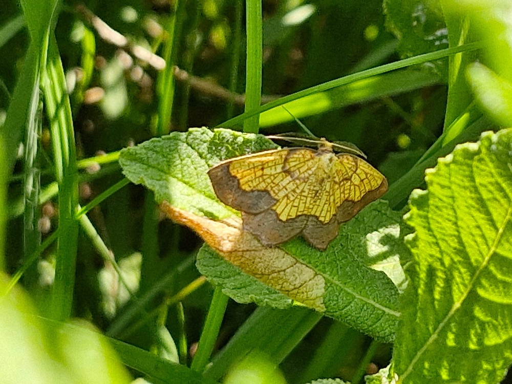 The discovery of dark bordered beauty at Wallington opens up new hope for the species (Dave Wainwright/Butterfly Conservation/PA)