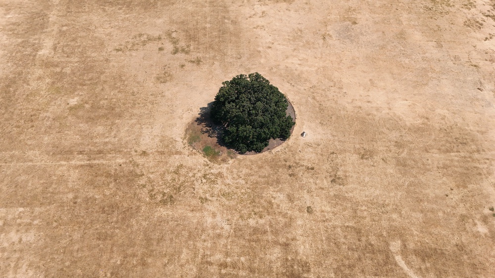 An aerial view of Bexley’s Charter Oak surrounded by parched grass in Danson Park, Bexley, south east London (Yui Mok/PA) (PA Wire)