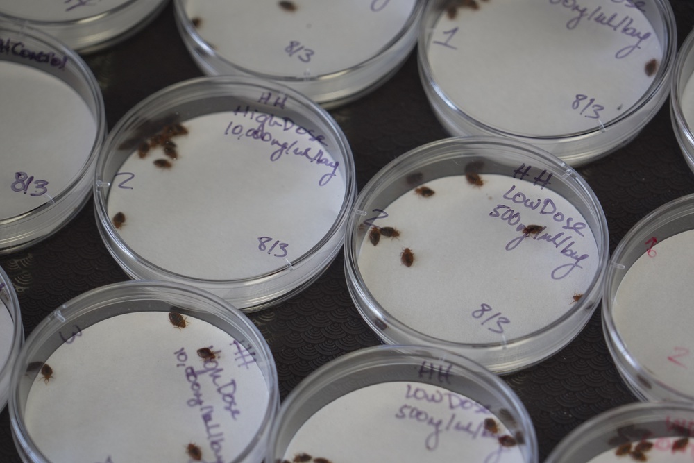Further research is required to confirm whether bedbugs actually transmit MRSA to humans in real-world settings (AP Photo/Allen G. Breed)