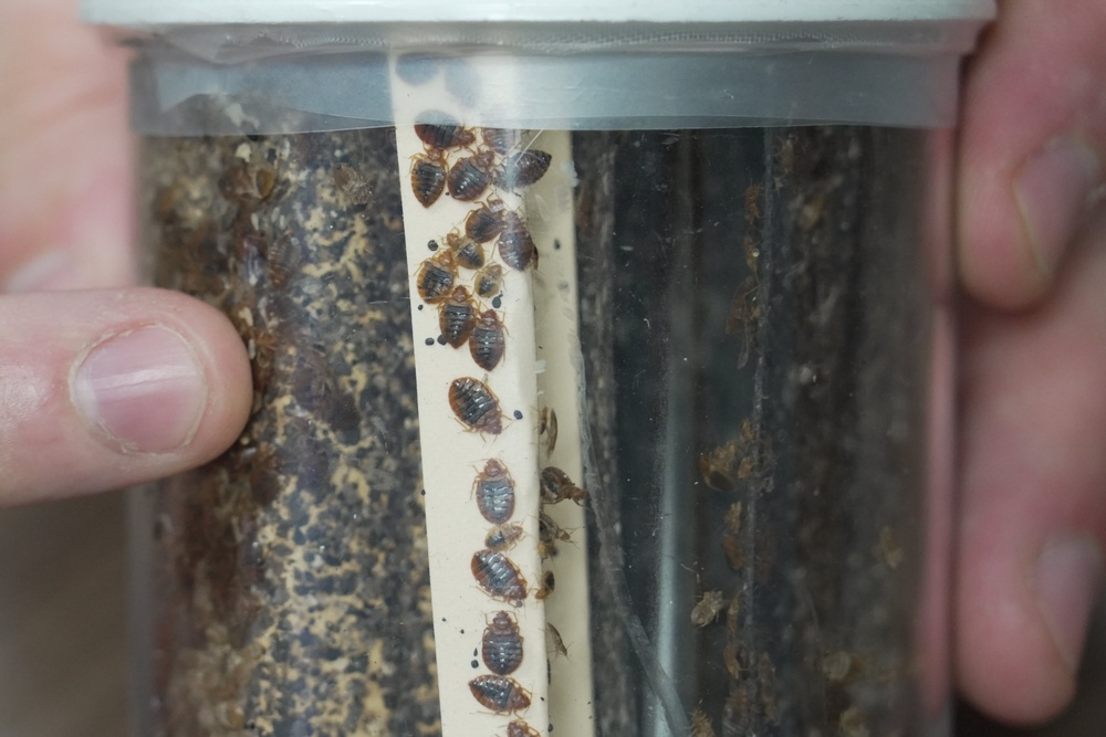 In 2023, University of South Dakota researchers published the results of an experiment — using blood capsules with an artificial skin — that demonstrated bedbugs could acquire MRSA during one feeding and spread it during a later one (AP Photo/Allen G. Breed)