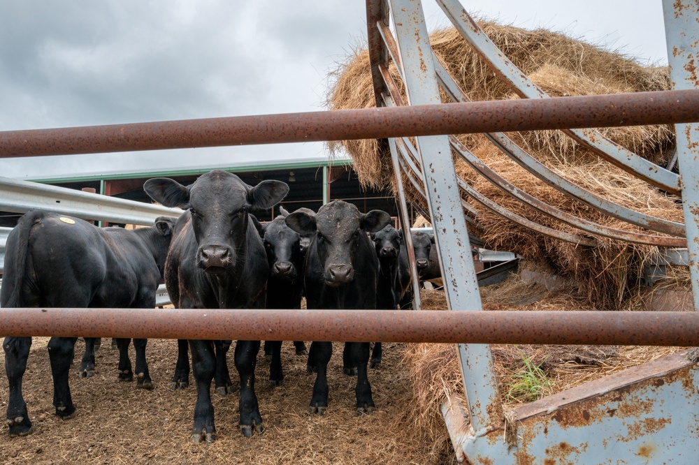 Cattle shortages pushed average beef costs to $9.64 per pound in Apri (Getty Images)