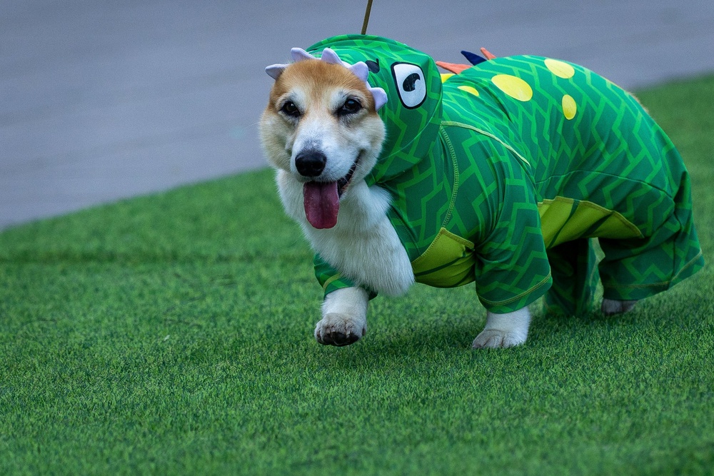 A parade of 38 corgis featured outfits ranging from athletic wear to a dinosaur suit (AP Photo/Mindaugas Kulbis)