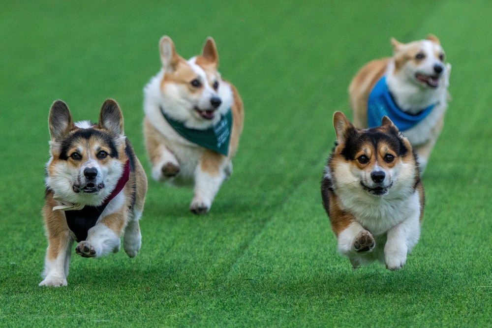 The fifth Corgi Race Vilnius brought dogs and owners to Vingis park in Lithuania's capital on Saturday for its largest event yet (AP)