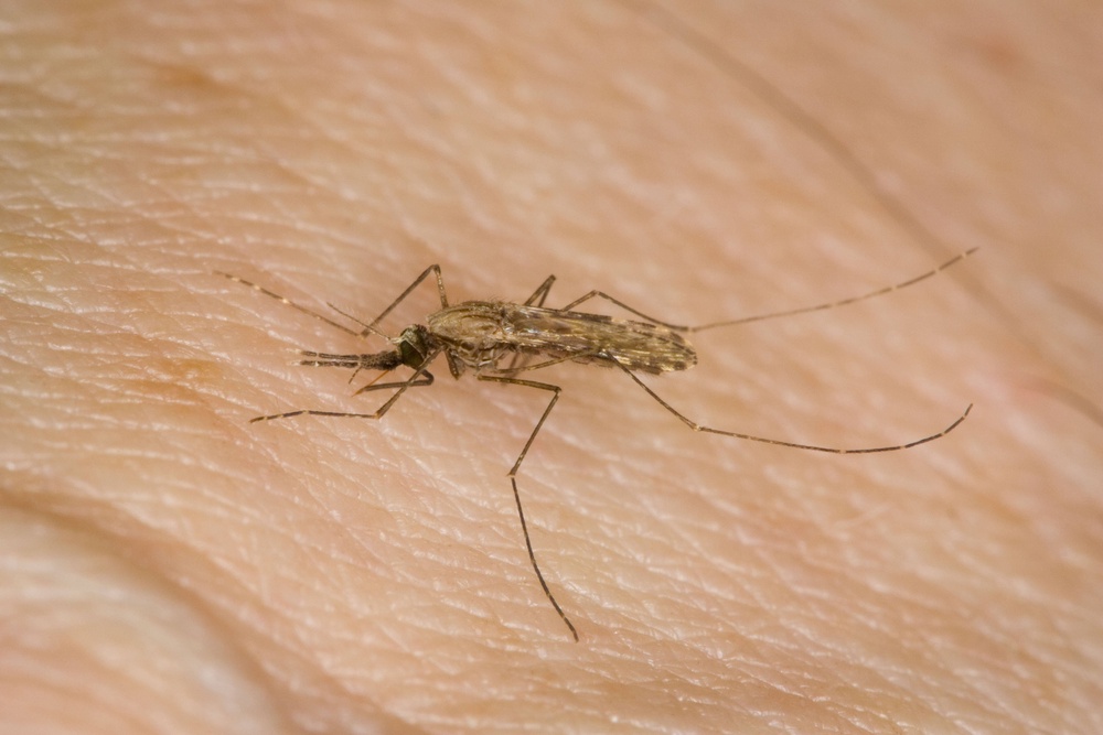Malaria is a severe mosquito-borne illness that mostly affects people living in tropical countries (Imagen)