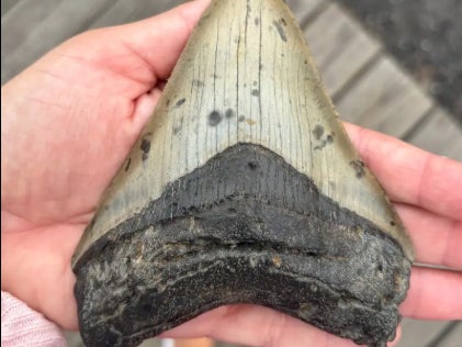 A megalodon tooth found near Cape May, New Jersey by a father and son vacationing from Pennsylvania (Facebook/Cape May Whale Watch and Research Center)