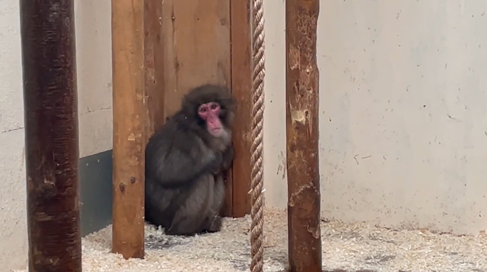 Honshu was caught by keepers five days after his escape in 2024 (Royal Zoological Society of Scotland)