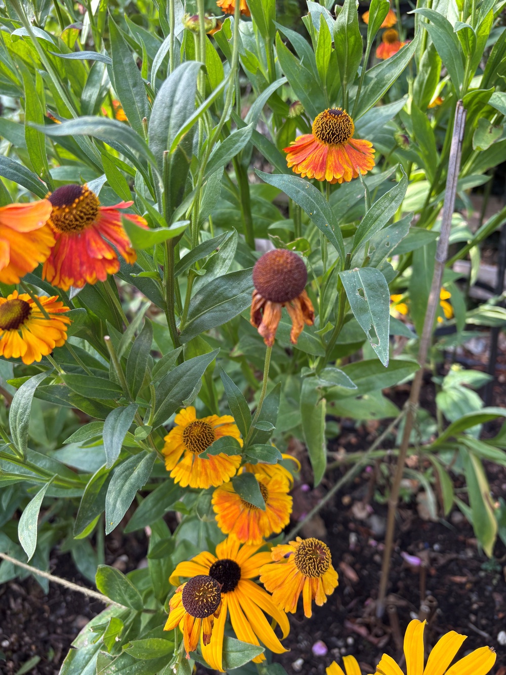 Heleniums may need support (Hannah Stephenson/PA)