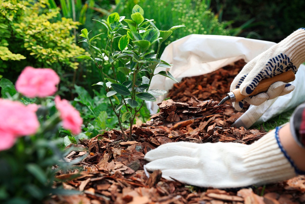Wait until the ground is wet to apply the mulch (PA)