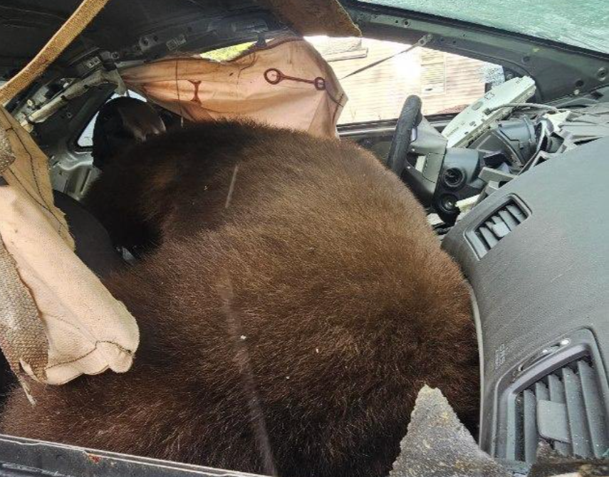 A black bear was found dead in a car in Colorado after lying inside the vehicle for days in August, authorities say (Colorado Parks and Wildlife)