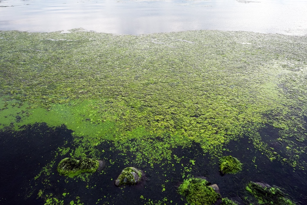 Cyanobacteria or ‘blue-green algae’, a type of blooming algae, can produce toxins (PA)