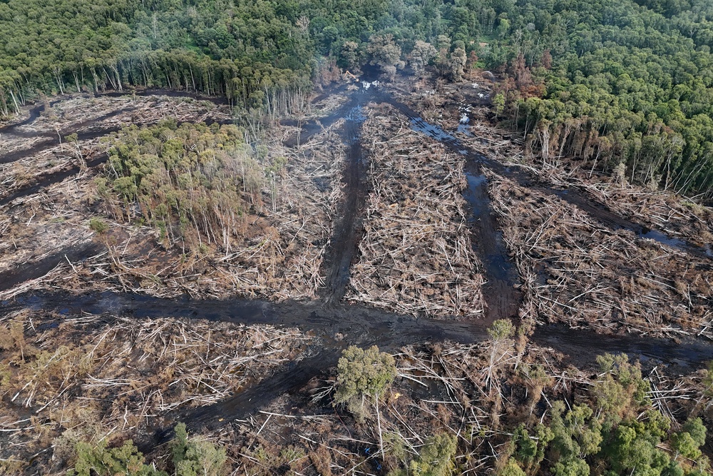 The scene at Holme Fen Nature Reserve in Cambridgeshire as firefighters continue to tackle a fire which is still burning after starting on August 8 (Joe Giddens/PA) (PA Wire)