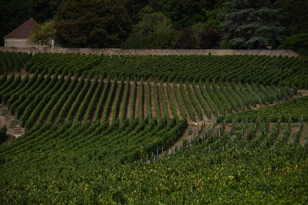 Vineyard plots with different grape varieties in Hautvillers (AP)