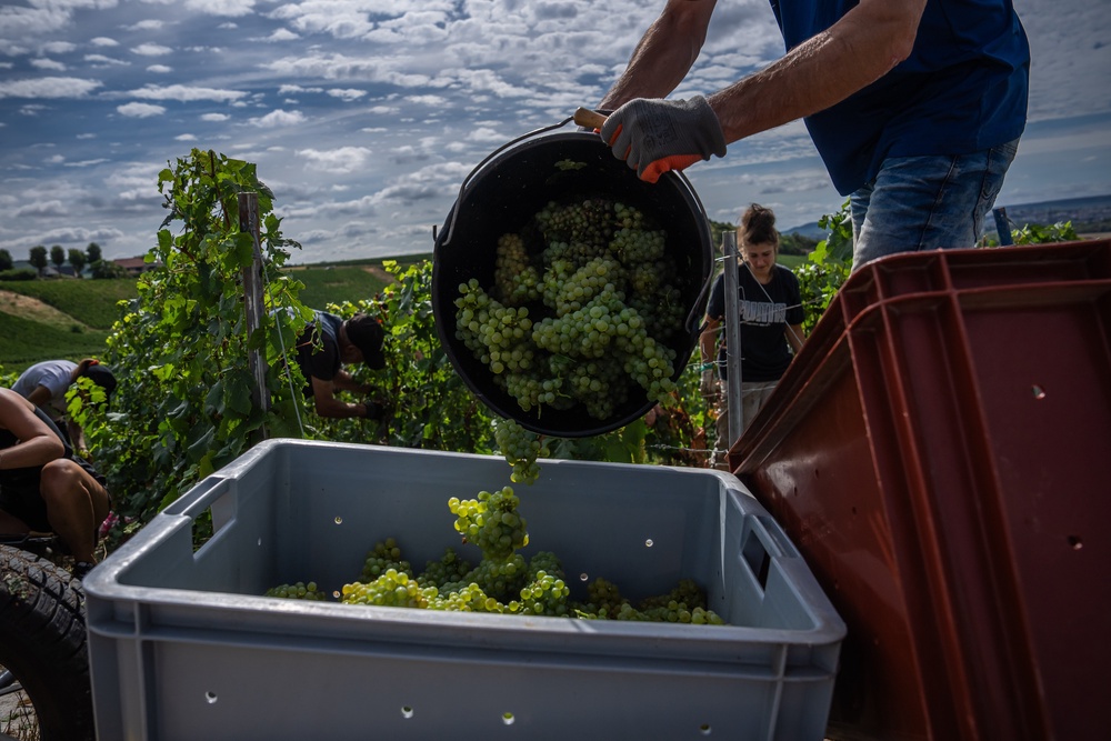 A grape-picker puts Chardonnay grapes into a crate on a plot of the Gobillard vineyard (AP)