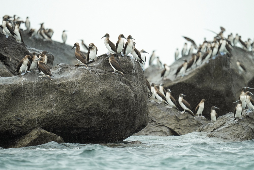 Adult and immature blue-footed boobies (Sula nebouxii) rest on rocks near the entrance to the Panama Canal as seabirds native to the cold, nutrient-rich waters off Peru and Chile appear outside their usual range while El Nino warms the eastern Pacific (Reuters)