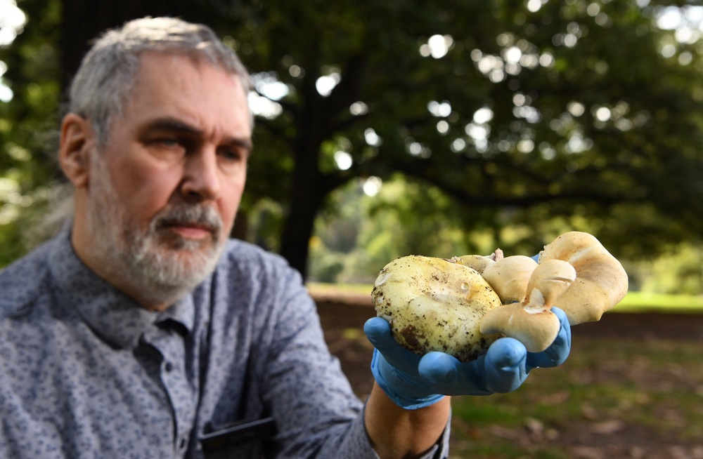 Tom May, a research scientist at the Royal Botanic Gardens in Melbourne, inspects death-cap and ghost-fungus mushrooms on 31 March 2021 (AFP/Getty)