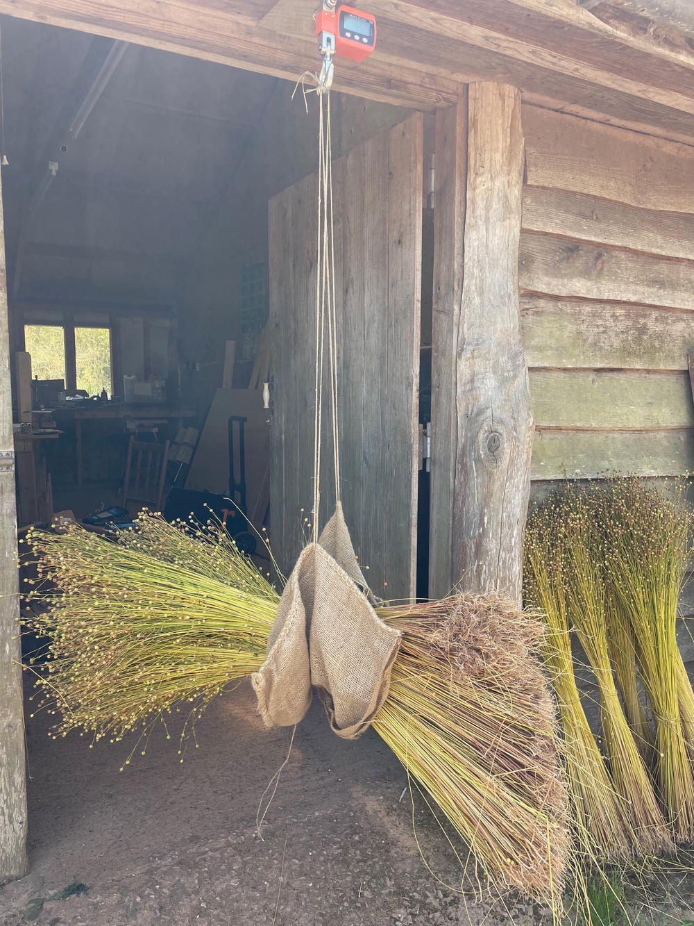 Harvested flax is carefully weighed before processing, making visible the precious raw material, time and labour that lie behind every piece of linen cloth. (Copyright: Zoe Gilbertson)
