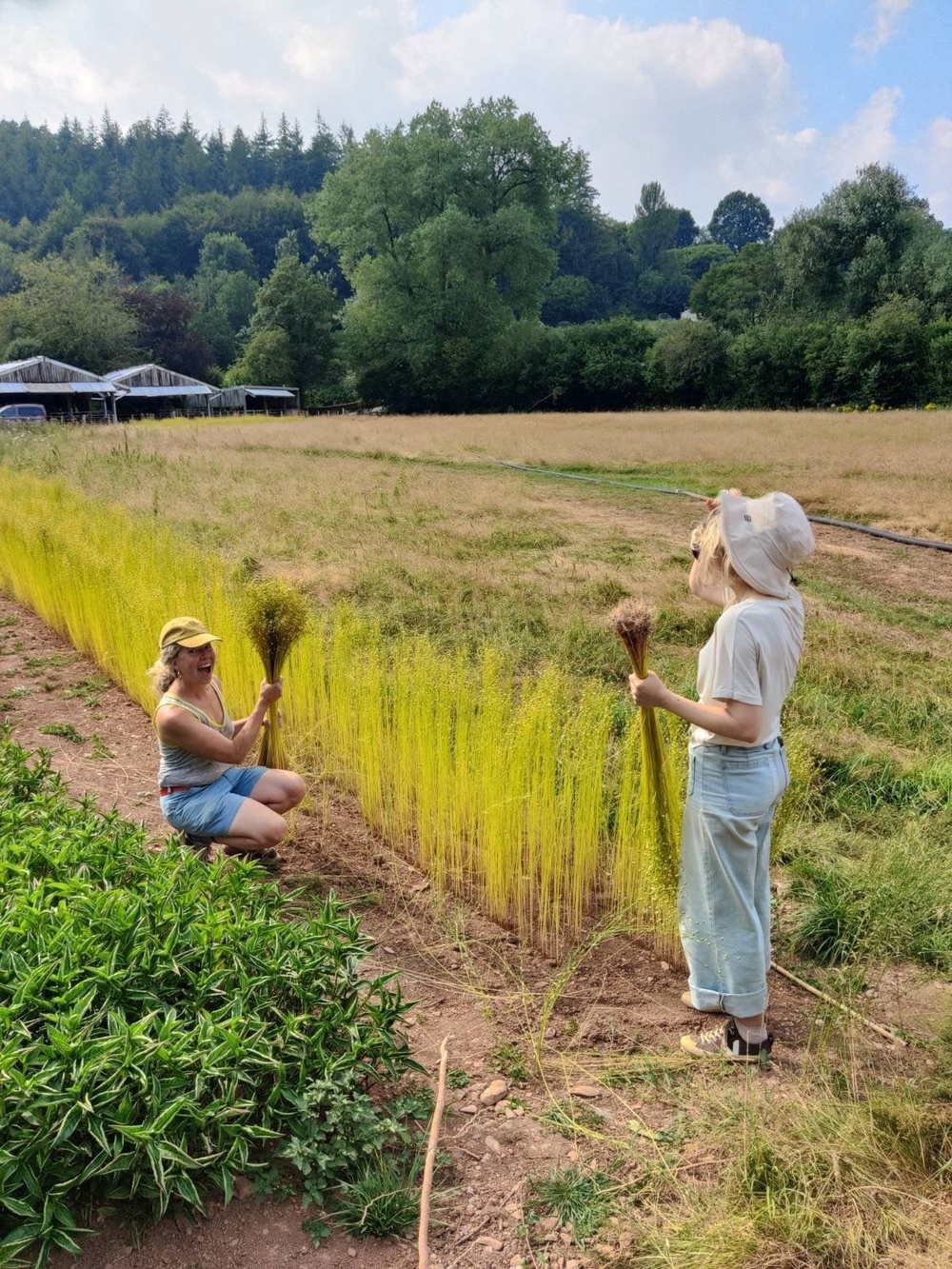 From field to fibre.  Flax is harvested by hand, reconnecting the making of cloth with the land, labour and time behind what we wear. (Copyright:  Olly Frankland)