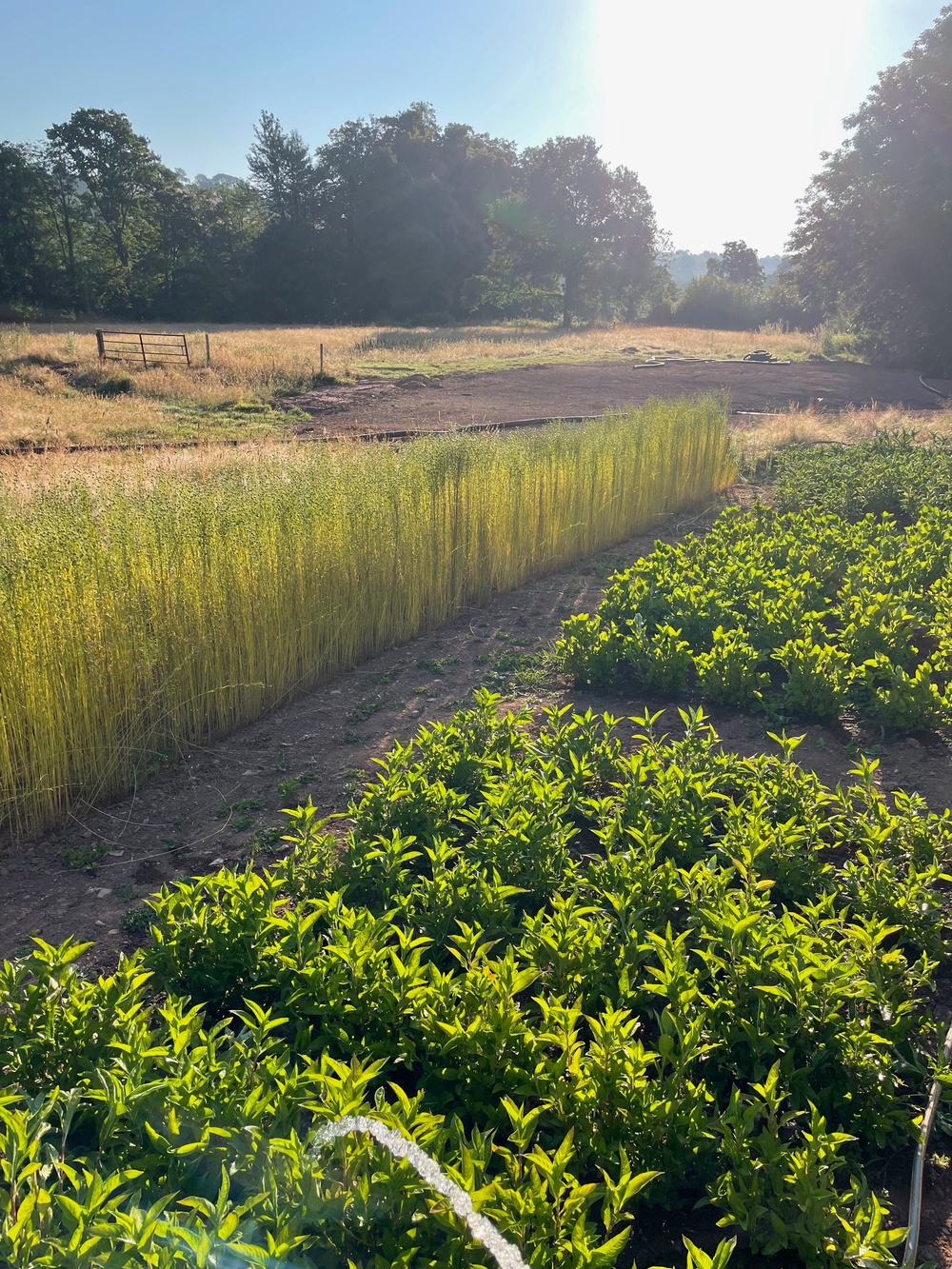 Flax grows alongside indigo and other dye plants in Devon, bringing fibre and colour back to the same landscape. (Copyright: Zoe Gilbertson)