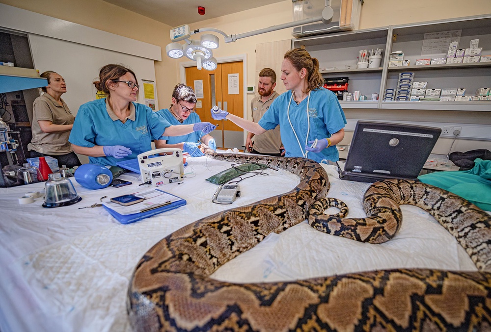 Vets at Chester Zoo say the 40kg reptile is back to her 'bright and feisty self' (Chester Zoo)