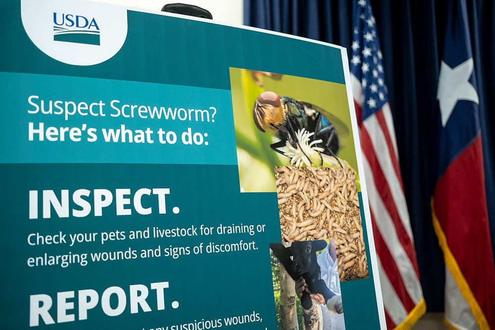 The screwworm has caused dozens of infections across southern Texas and southeastern New Mexico (Getty Images)