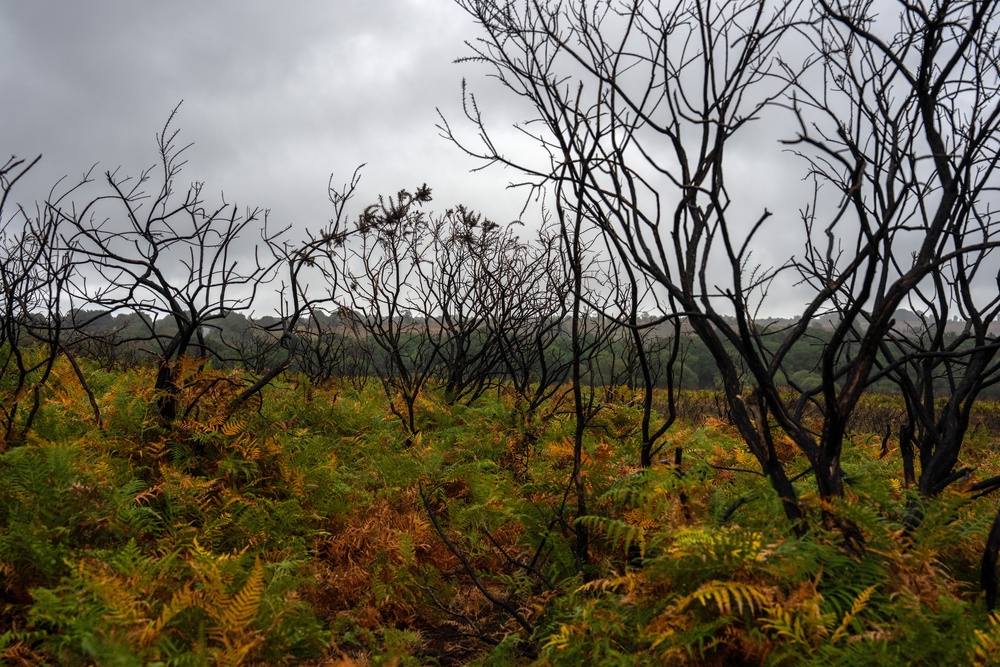 The blaze began when a van caught alight on the A31 near Ringwood on August 9 before the fire spread affecting an area of more than 100 hectares – the equivalent of 140 football pitches (Getty)