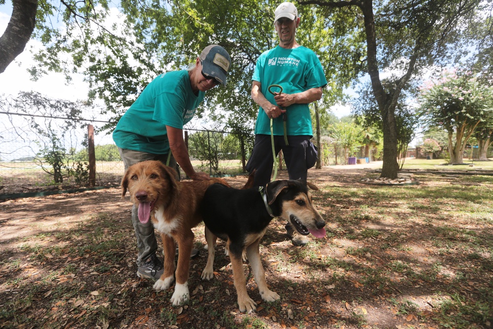 Because the screwworm can also infect household pets, most states have restricted animal transport from affected Texas areas (AP Photo/Lekan Oyekanmi)