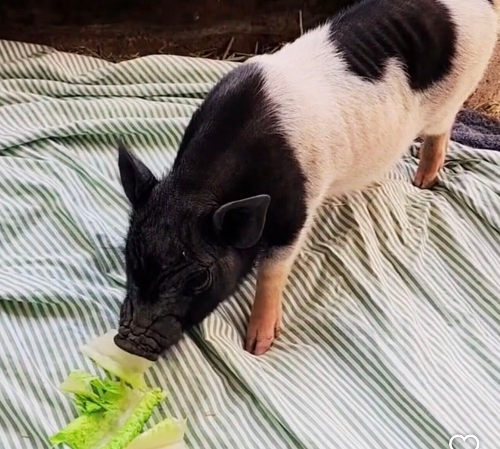 The black-and-white pig became an online celebrity after an e-bike rider spotted him running on a street parallel to Fairfax Boulevard and posted a video of the encounter (LA Animal Services)
