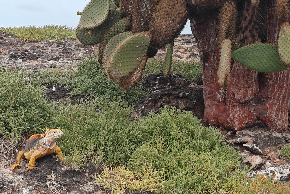 A Galapagos land iguana poses by cactus (Marc Shoffman)