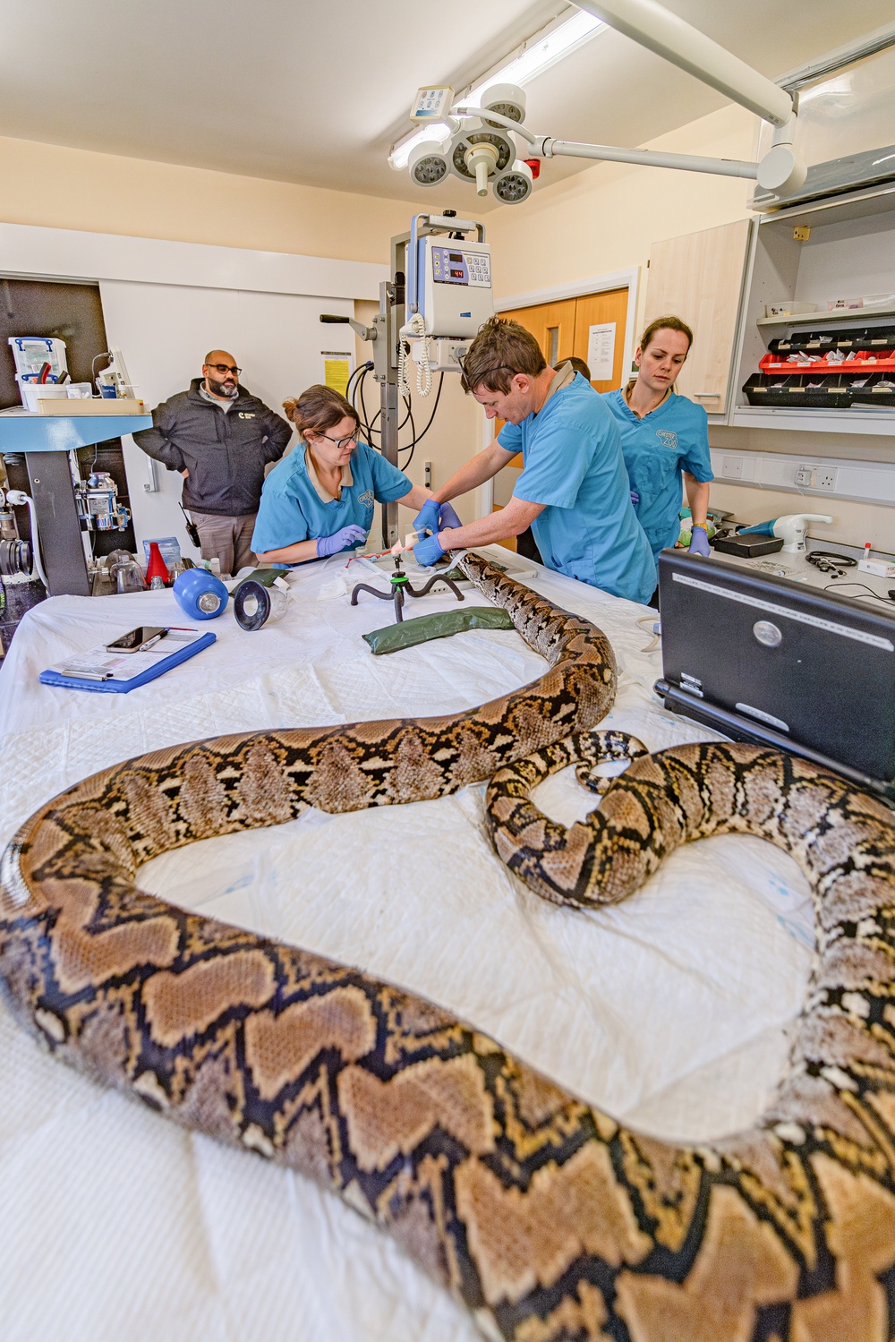 Two operating tables were pushed together to perform the procedure on the 15-foot python (Chester Zoo/PA)