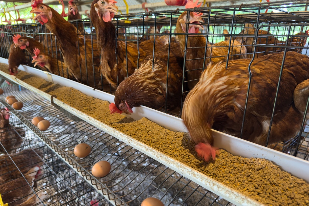 The current salmonella outbreak has been linked to people eating imported eggs (Getty)