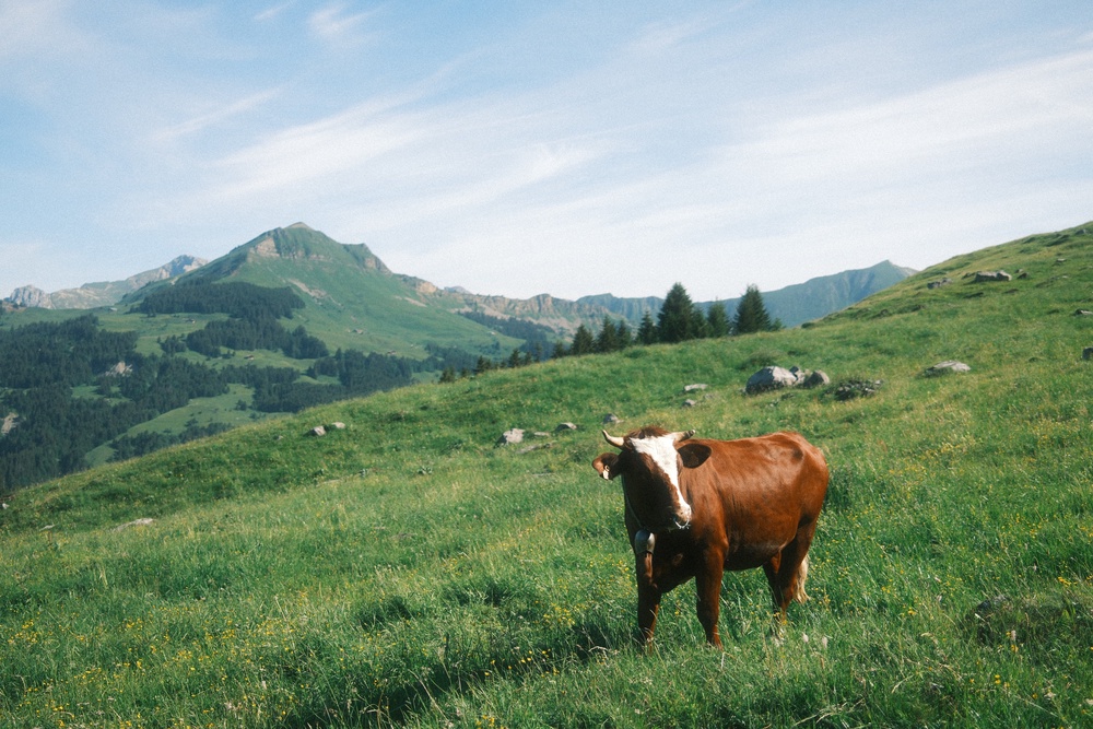 Walking routes between the mountain villages are planned with precision (Hugh Collins)