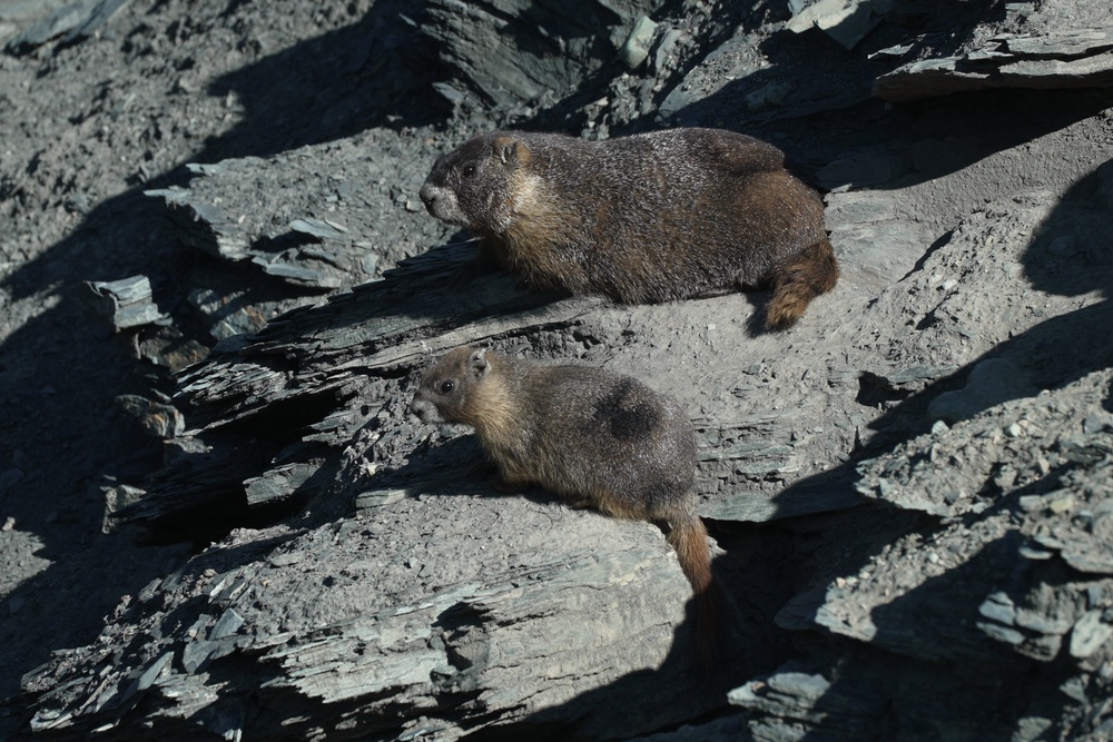 A marmot named 9 sits with one of her pups (AP Photo/Brittany Peterson)