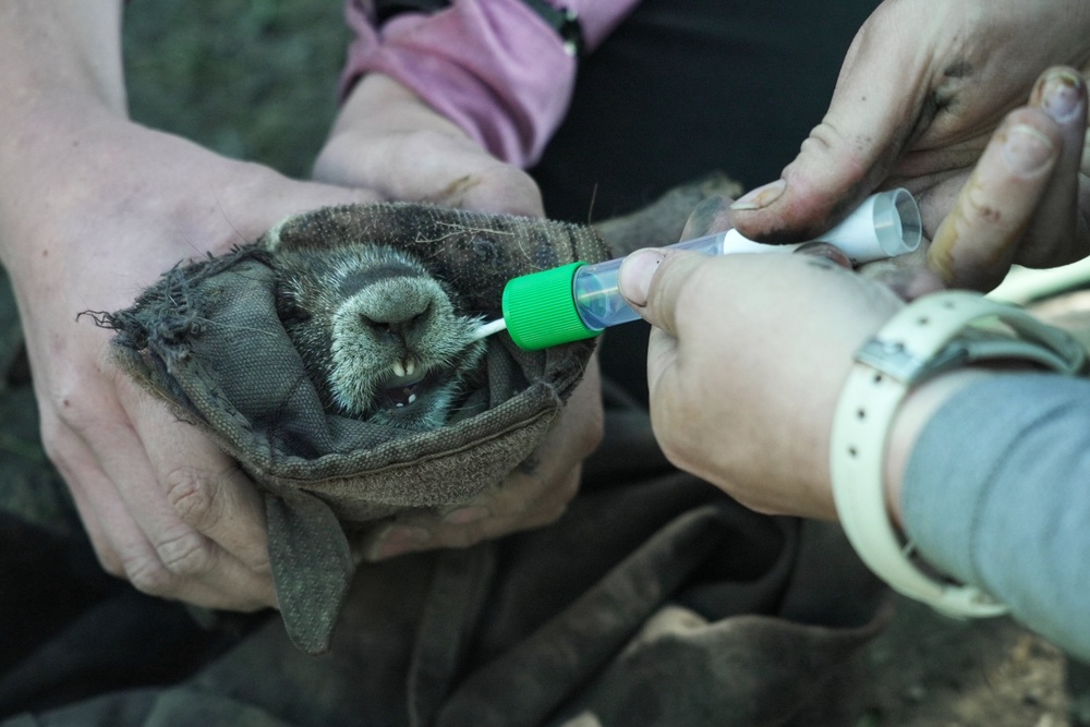 Researchers swab the cheek of a marmot (AP Photo/Brittany Peterson)