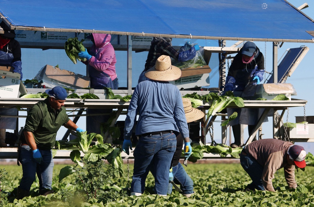 Immigrant farmworkers harvest Lettuce at a field in Brawley, California, on December 10, 2024. (AFP/Getty)
