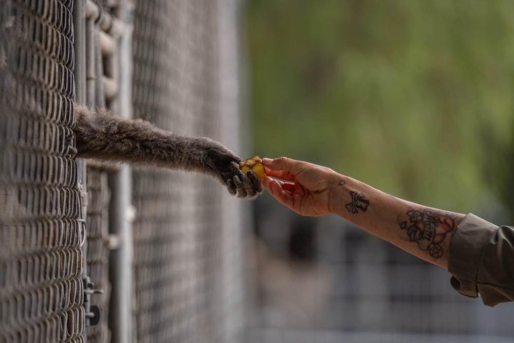 On-site caretaker Jodi Kleier hands a piece of banana to a gibbon (AP)