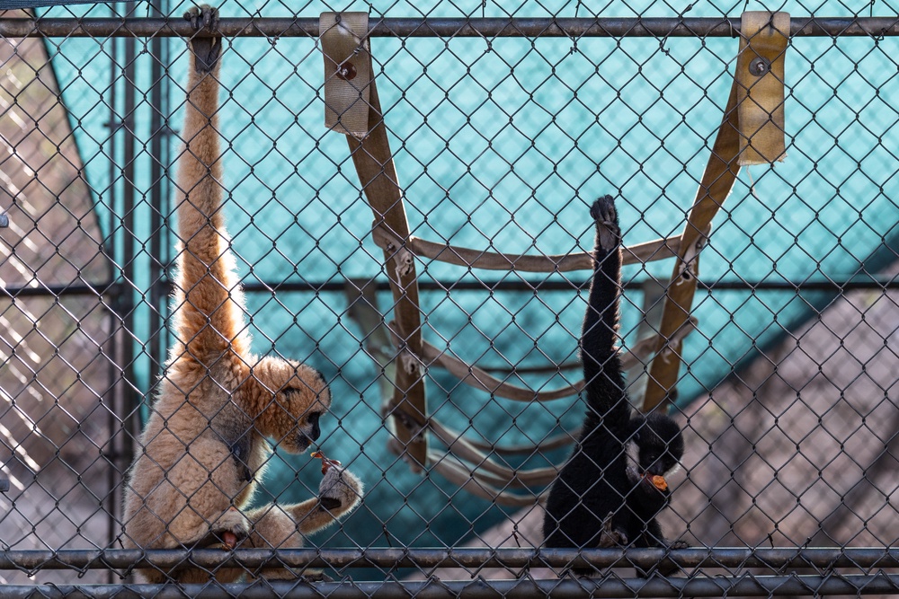 Two gibbons eat in an enclosure at the Gibbon Conservation Center (AP)