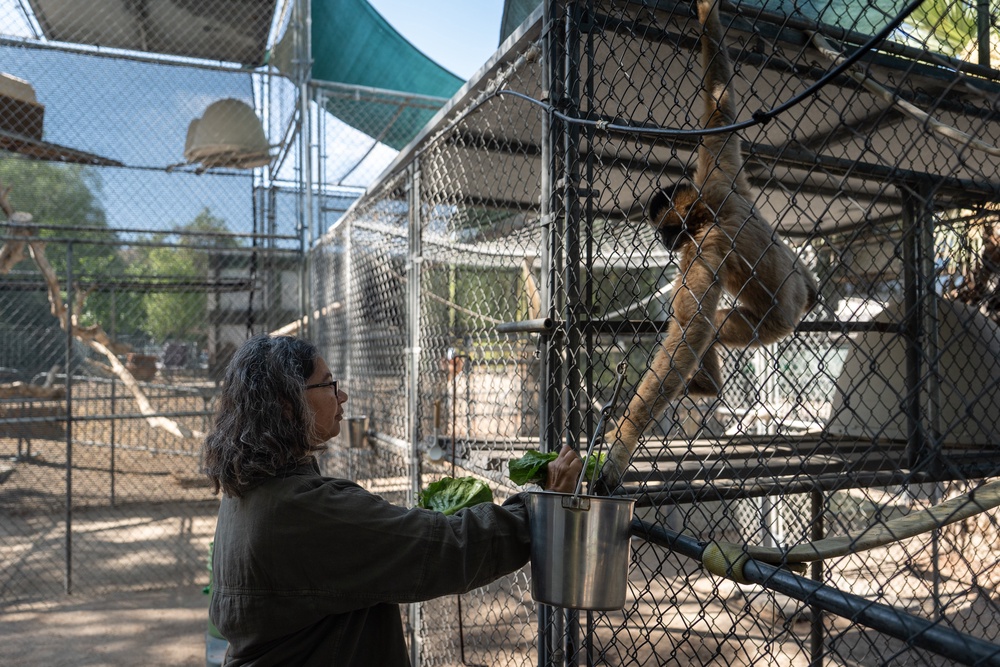 Gibbon Conservation Center director Gabi Skollar feeds one of the little apes (AP)
