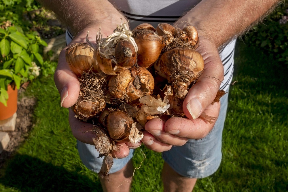 ‘The hot weather will accentuate any underlying issues in bulbs such as fusarium in tulips and base rot in daffodils, meaning you see it sooner,’ says Clark (Alamy/PA)