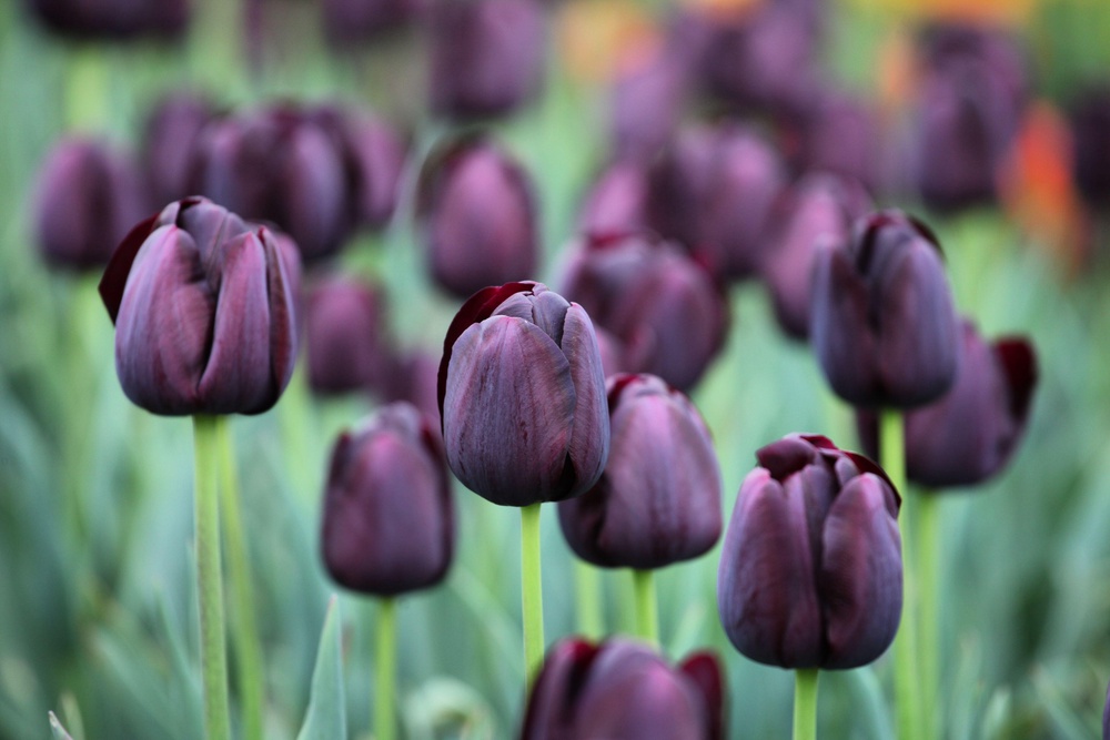 Tulipa ‘Queen of Night’ (Alamy/PA)