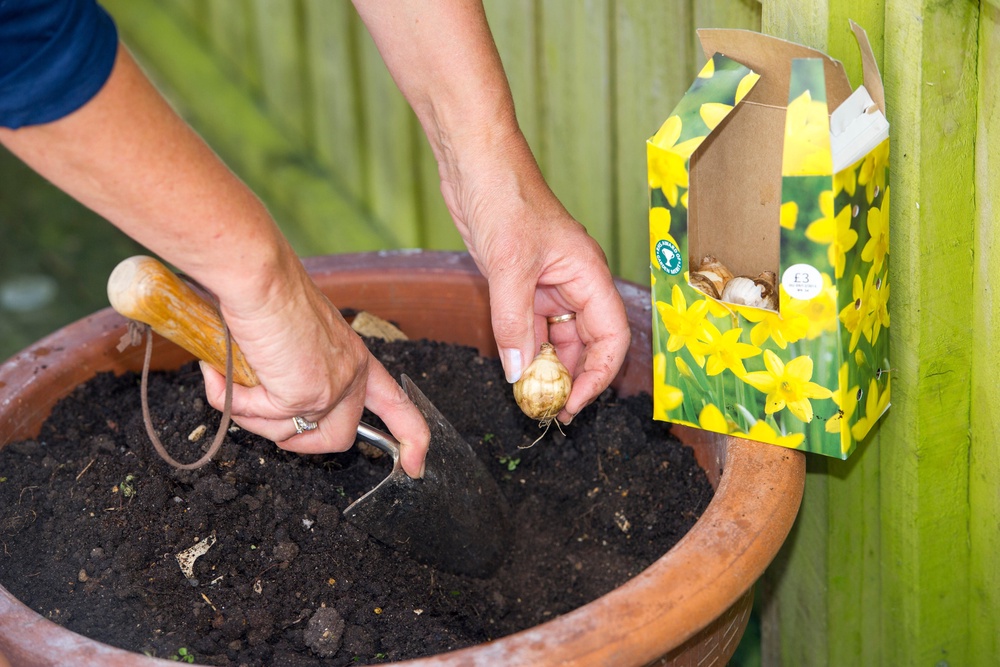 Good candidates for pots include narcissi, crocuses and imperial fritillaries (Alamy/PA)