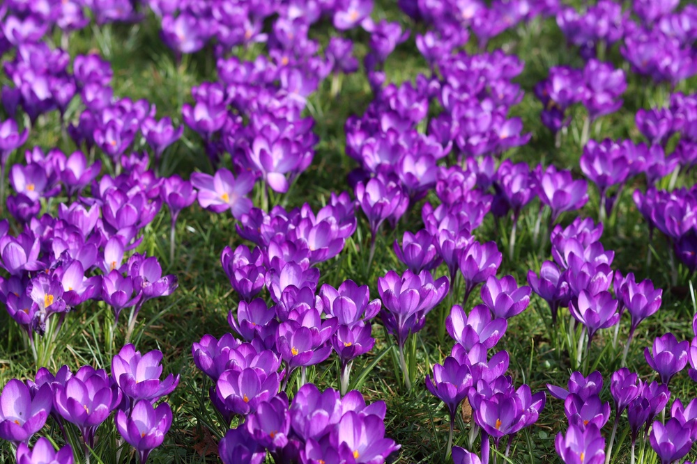 ‘If spring-flowering bulbs have been left in gardens from last year, I would expect very few detrimental effects particularly with the early flowering types such as crocus,’ says Taylor (PA)
