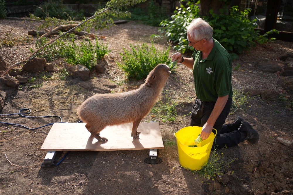 Kiwi, a capybara, is lured onto scales with yummy treats (Yui Mok/PA) (PA Wire)