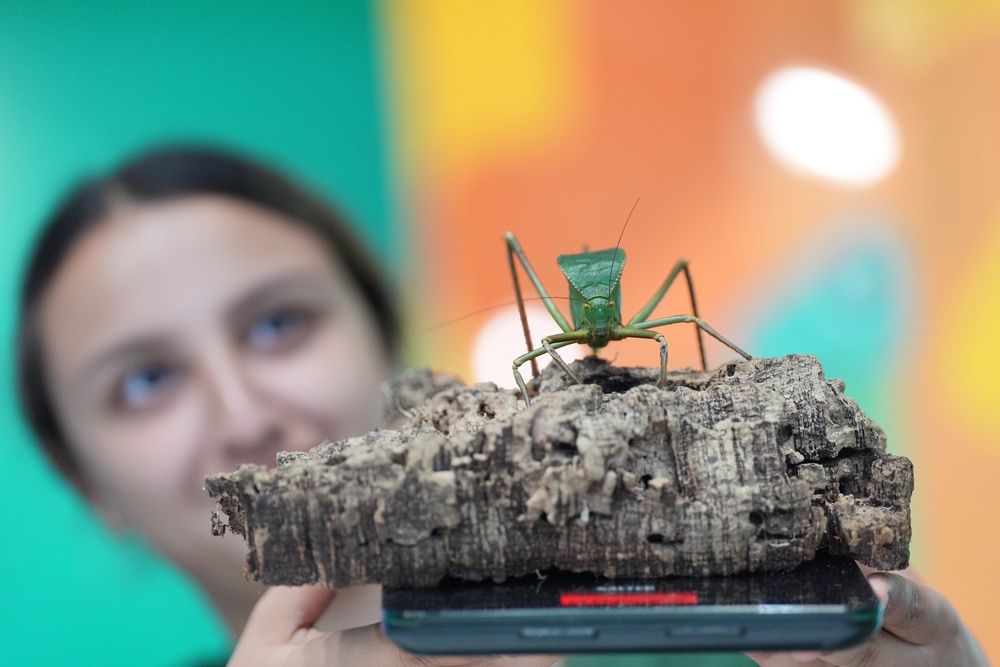 All creatures great and small are weighed, including this katydid (Yui Mok/PA) (PA Wire)